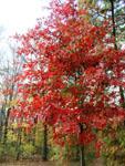 Quercus palustris