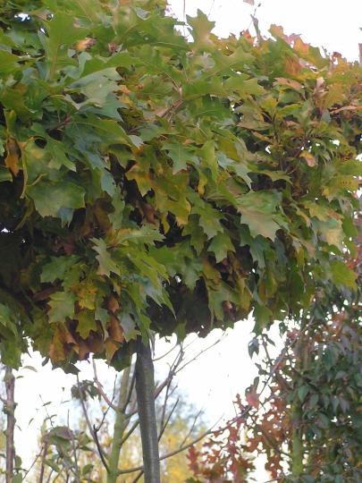 Quercus pal. 'Green Dwarf'