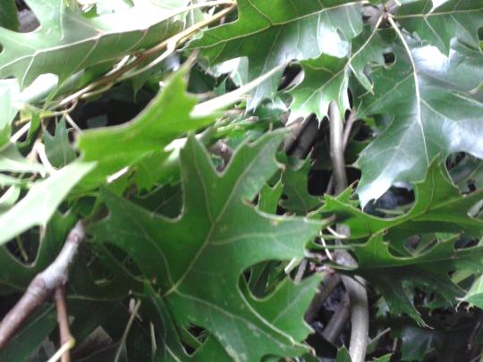 Quercus pal. 'Green Pillar'