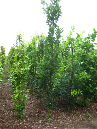 Quercus robur 'Zeeland'