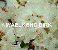 Rhododendron (T) 'Cunningh. White'