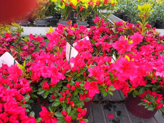 Rhododendron Encore AUTUMN FIRE