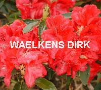 Rhododendron (T) 'Nova Zembla'