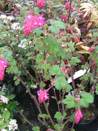 Ribes sang. 'King Edward VII'