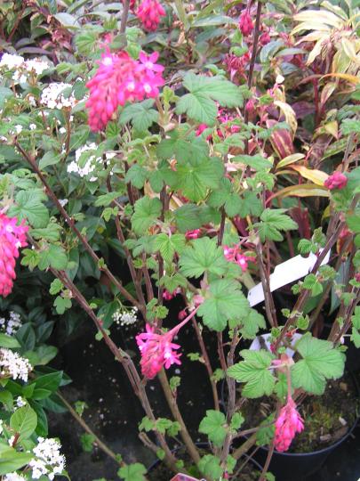 Ribes sang. 'King Edward VII'