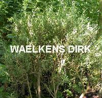 ROZEMARIJN Rosmarinus officinalis