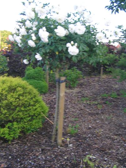 Rozen DT Schneewittchen