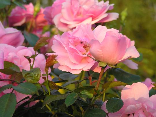 Rozen DT Bonica