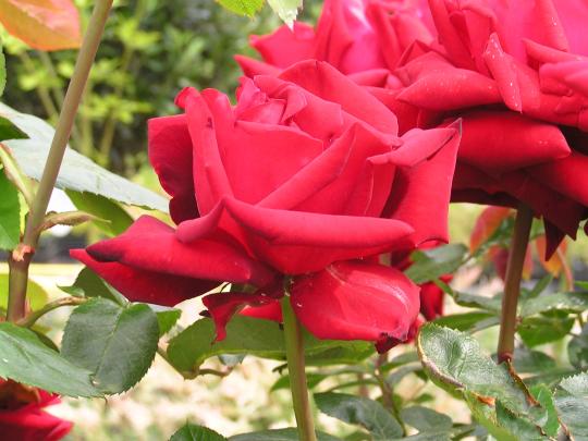 Rozen DT Ingrid Bergman