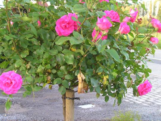 Rozen DT Melrose