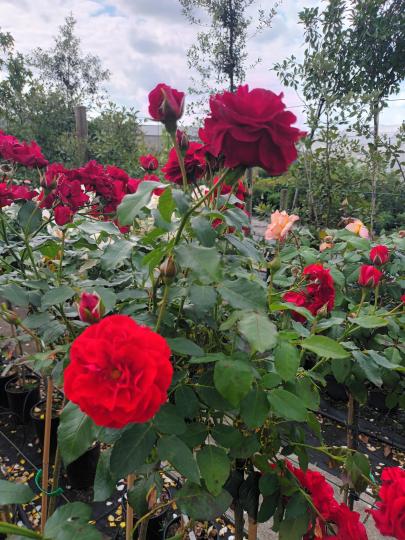 Rozen wettra