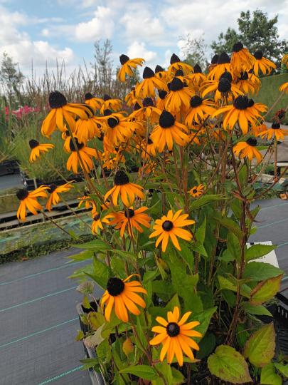 Rudbeckia fulgida 'Goldsturm'