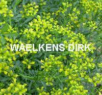Ruta graveolens