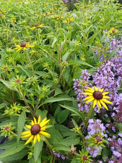 Rudbeckia little goldstar