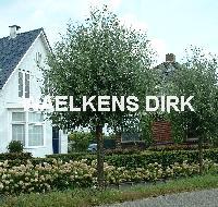 Salix alba 'Liempde'(knotwilg)