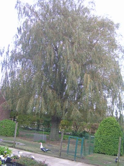 Salix alba 'Tristis' (treurwilg) sepulcralis chrysocoma