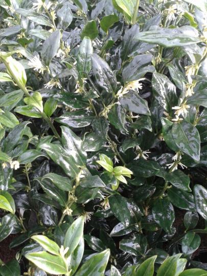 Sarcococca confusa