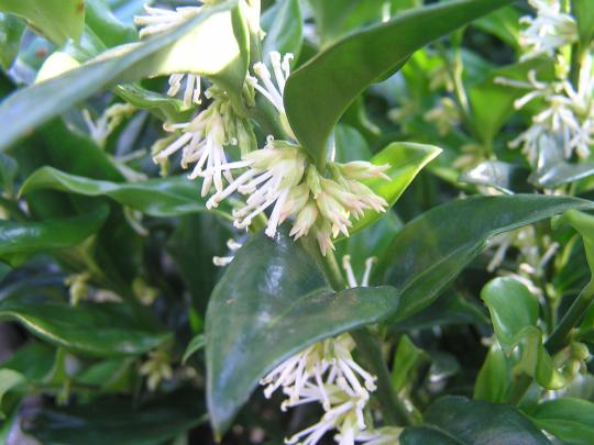 Sarcococca confusa