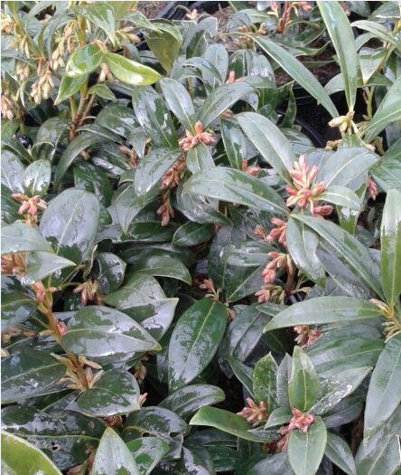 Sarcococca humilis