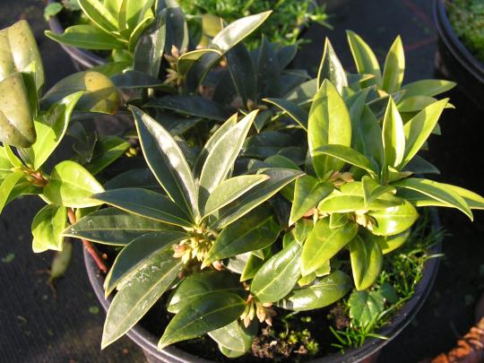Sarcococca humilis
