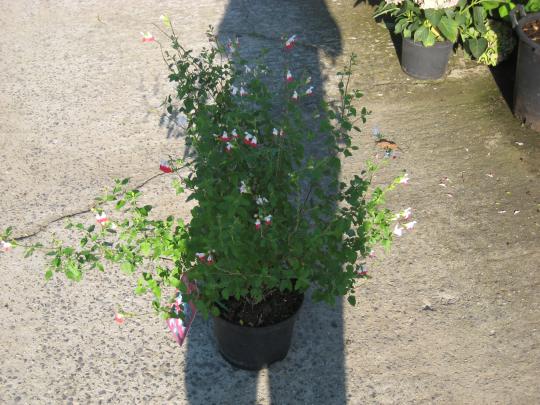 Salvia microphylla HOT LIPS