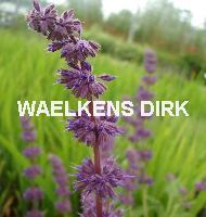 Salvia verticillata 'Purple Rain'