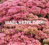 Sedum spectabile 'Brillant'