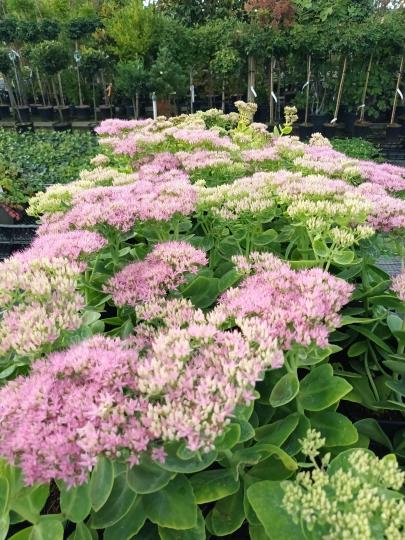 Sedum spectabile 'Brillant'