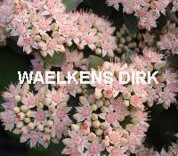 Sedum spect. 'Matrona'