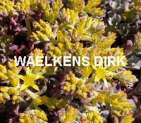 Sedum spath. 'Purpureum'