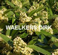 Skimmia jap. 'Kew Green'