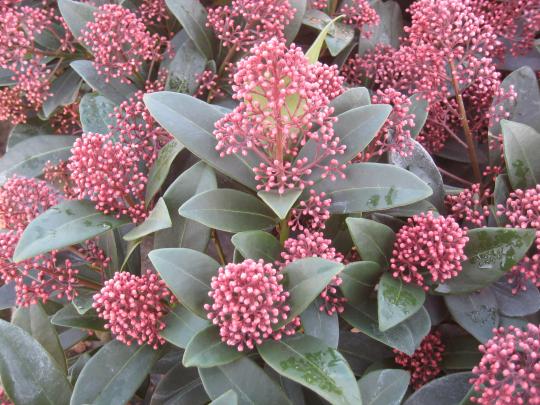 Skimmia jap. 'Rubella'