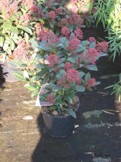 Skimmia jap. 'Rubella'