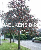 Sorbus aria 'Majestica'