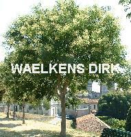 Sophora japonica