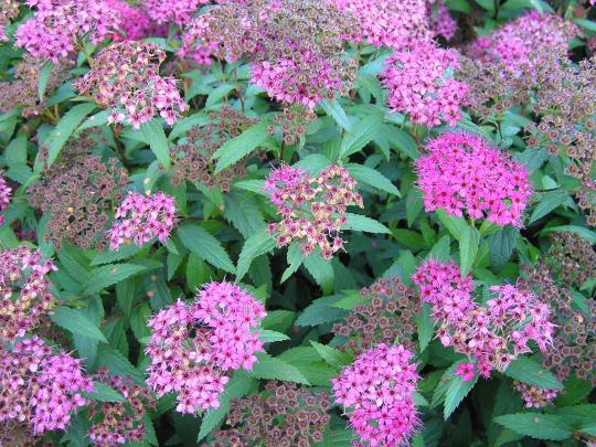 Spiraea bumalda 'Anthony Waterer'