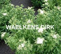 Spiraea japonica 'Albiflora'