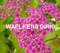 Spiraea japonica 'Golden Princess'