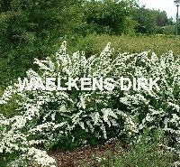 Spiraea nipp. 'Snowmound'