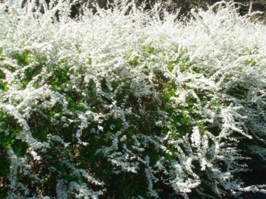 Spiraea thunbergii