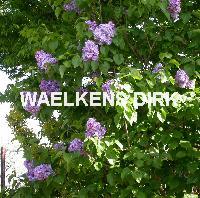 Syringa vulg. 'Katherine Havemeyer'