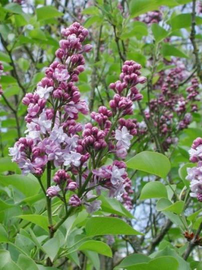 Syringa vulg. 'Michel Buchner'