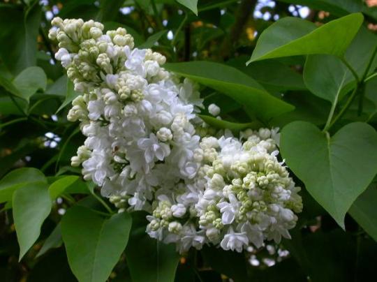 Syringa vulg. 'Mme Lemoine'