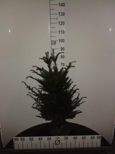 Taxus baccata