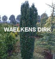 Taxus baccata 'Fastigiata'