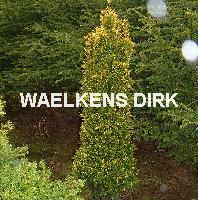 Taxus baccata 'Standishii'