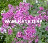 Thalictrum delavayi