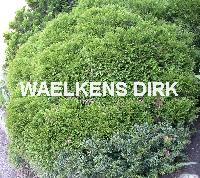 Thuja occ. 'Danica'
