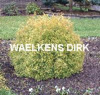 Thuja occ. 'Rheingold'
