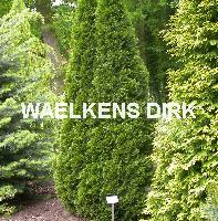 Thuja occ. 'Smaragd'